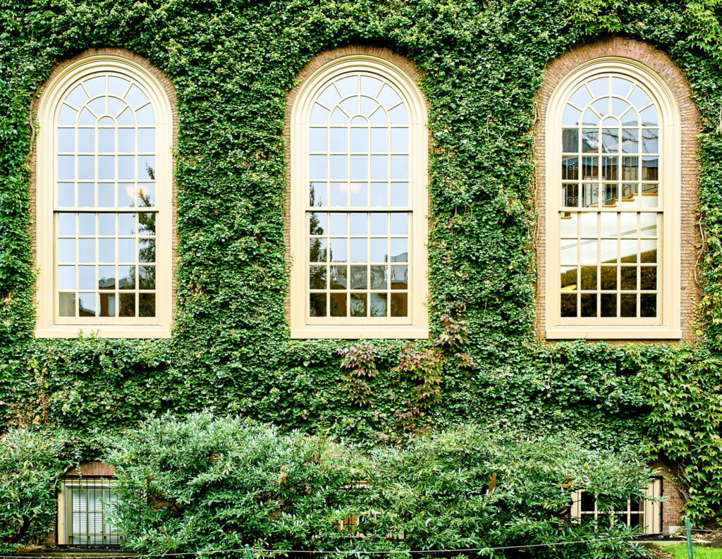 Ivy wall in Harvard